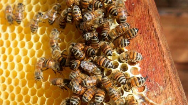 cientificos-crean-el-primer-mapa-mundial-de-mas-de-20-mil-especies-de-abejas