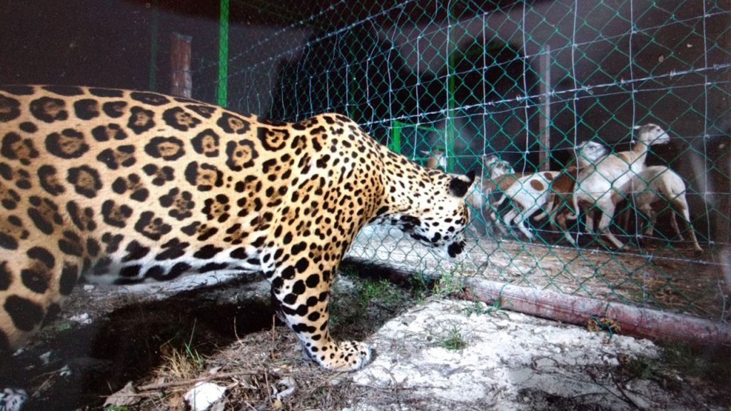 Cazadores furtivos acechan a jaguar